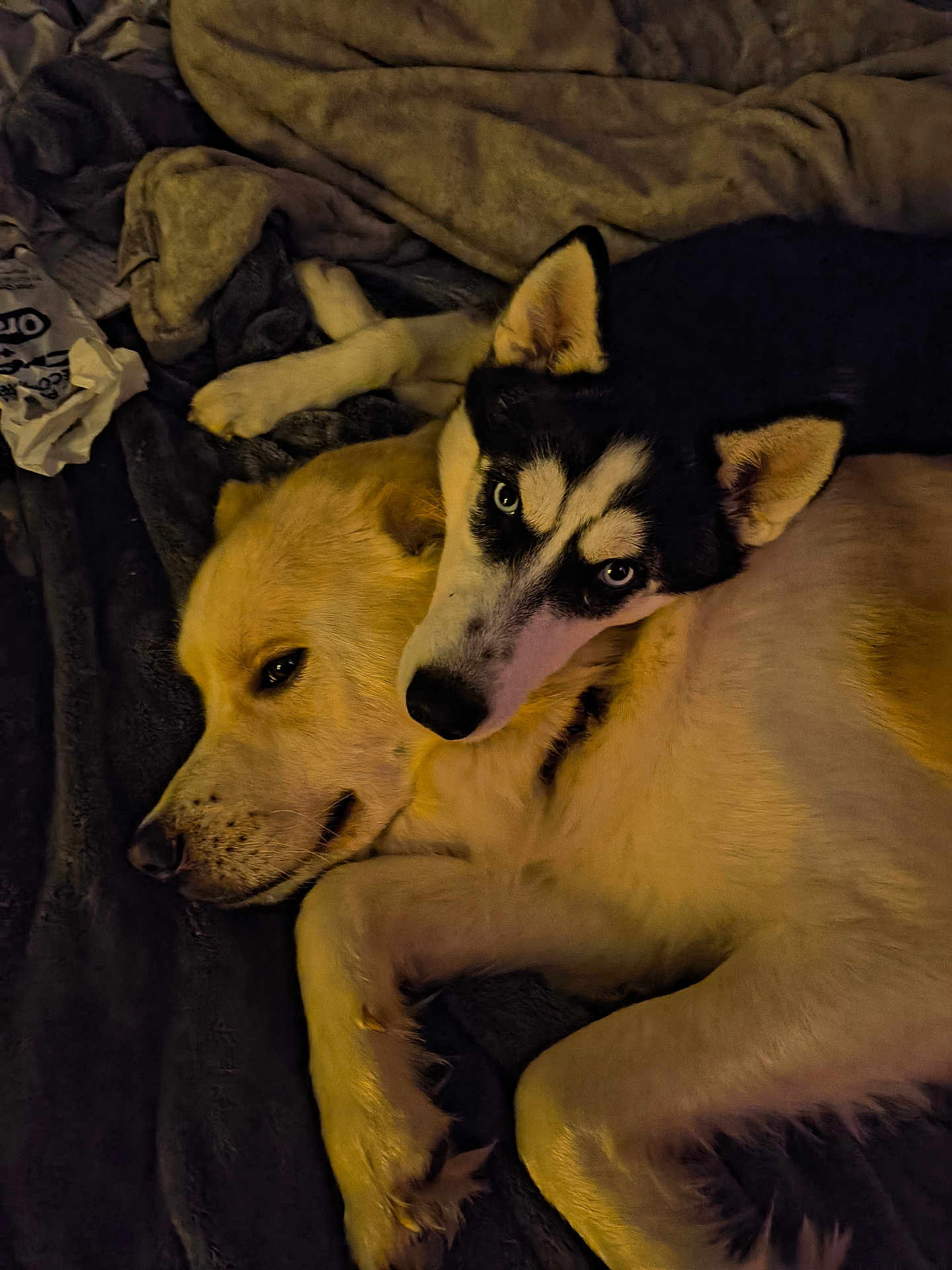 Tater Tot And Maze is registered to the contest to win money with this photo: dog, pets, cuddling, indoor, blanket, fur, resting, cozy, companion, animal, two_dogs, lying_down, cute, domestic_animal, canine, close_up, friendship, relaxing, bed, warm_lighting
