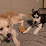 Tater Tot And Maze is registered to the contest to win money with this photo: dog, puppy, indoor, carpet, toy, pet, canine, playful, happy, lying_down, fur, animal, domestic, cute, two_dogs, friendship, companions, relaxed, tongue_out, ears_up