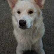 Tater Tot And Maze is registered to the contest to win money with this photo: dog, pet, indoor, blurred, light_fur, ears, carpet, animal, mammal, canine, nose, face, fur, looking, cute, companion, domestic_animal, portrait, closeup, fuzzy