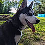 Tater Tot And Maze joined the competition — help win amazing prizes! dog, siberian_husky, blue_eyes, tongue_out, black_and_white_fur, collar, leash, grass, outdoor, sunny, trees, sky, pool, nature, pet, canine, animal, happy, side_profile, yard