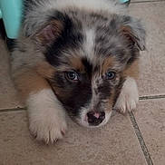 Blue a rejoint le concours — aidez-le/la à gagner de superbes lots ! puppy, dog, tricolor, fur, ears, floor, tile, indoor, cute, pet, animal, young, lying_down, resting, blue_eyes, furniture, legs, close_up, adorable, small