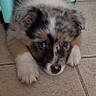 puppy, dog, tricolor, fur, ears, floor, tile, indoor, cute, pet, animal, young, lying_down, resting, blue_eyes, furniture, legs, close_up, adorable, small