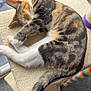 Tilly joined the competition — help win amazing prizes! cat, calico, sleeping, nap, cat_tree, indoor, window, soft, fur, pet, animal, cozy, relaxed, perch, colorful, toy, paw, tail, person, footwear