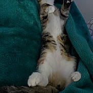 Tilly is registered to the contest to win money with this photo: kitten, cat, sleeping, blanket, teal, fur, paws, cozy, indoor, cute, pet, relaxed, resting, animal, whiskers, tail, soft, comfort, domestic, feline