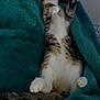 kitten, cat, sleeping, blanket, teal, fur, paws, cozy, indoor, cute, pet, relaxed, resting, animal, whiskers, tail, soft, comfort, domestic, feline