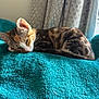Tilly joined the competition — help win amazing prizes! cat, calico, sleeping, blanket, teal, curtains, indoor, pet, fur, relaxing, cozy, nap, animal, domestic, soft, texture, window, rest, quiet, peaceful