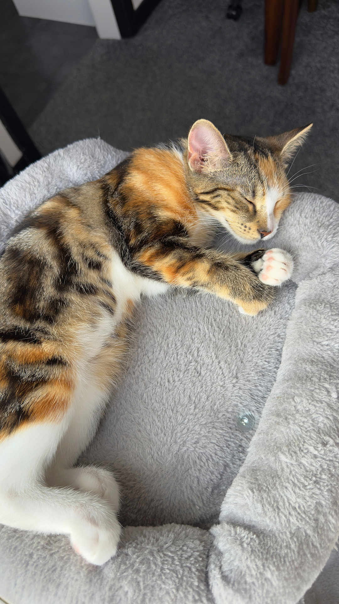 Tilly joined the competition — help win amazing prizes! cat, calico, sleeping, pet_bed, cozy, furry, paw, indoor, relaxed, cute, animal, fur, whiskers, resting, soft, domestic_cat, tabby, pink_paw_pads, napping, comfortable