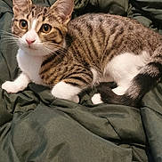 Bella joined the competition — help win amazing prizes! tabby_cat, cat, pet, animal, feline, tabby, white_paws, white_chest, curious, lying_down, blanket, green_blanket, indoor, fur, whiskers, ears, tail, cute, domestic_cat, relaxed
