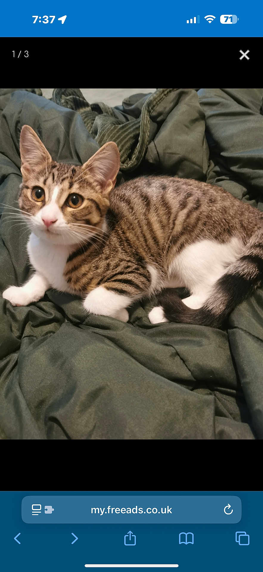 Bella