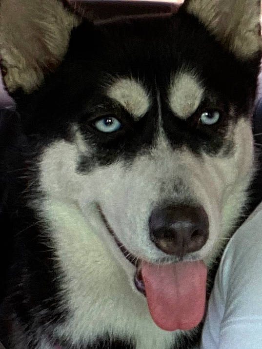 Sasha participe au concours pour gagner de l'argent avec cette photo : ancient_dog_breeds, canidae, canis, carnivore, companion_dog, dog, dog_breed, fur, herding_dog, non_sporting_group, siberian_husky, sled_dog, snout, sporting_group, terrestrial_animal, whiskers, working_animal, working_dog