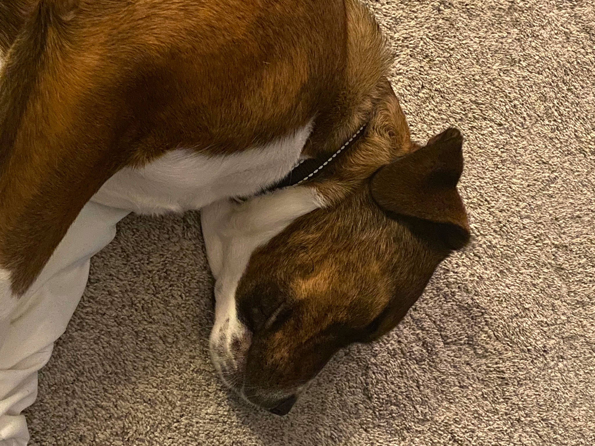 Fish is registered to the contest to win money with this photo: canidae, carnivore, comfort, companion_dog, dog, dog_breed, fawn, flooring, fur, hardwood, human_leg, nap, paw, snout, sporting_group, tail, terrestrial_animal, whiskers, wood, working_animal