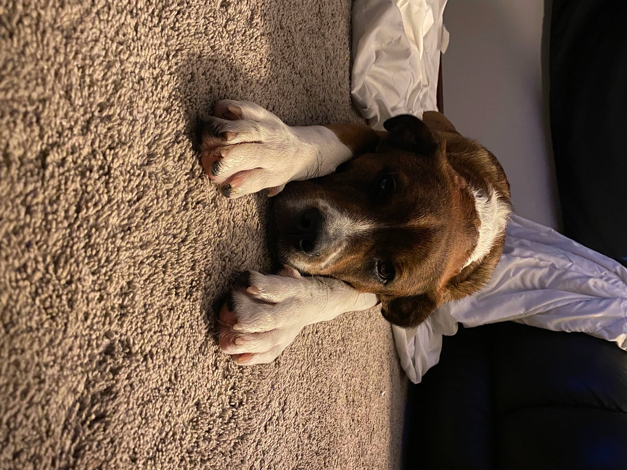 Fish is registered to the contest to win money with this photo: canidae, carnivore, comfort, companion_dog, dog, dog_breed, fawn, flooring, fur, gesture, grey, guard_dog, happy, selfie, snout, soil, sporting_group, whiskers, wood, working_animal