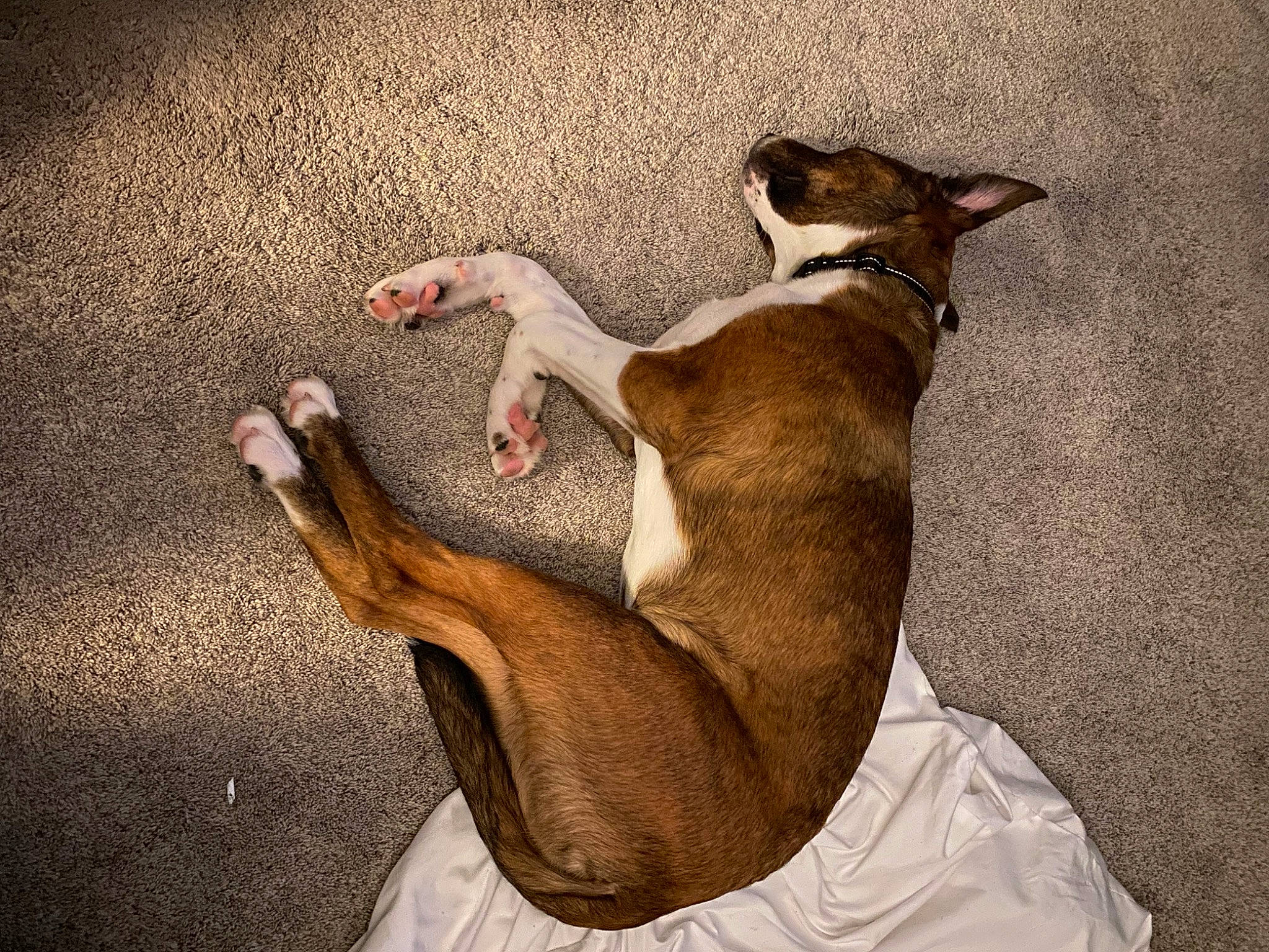 Fish joined the competition — help win amazing prizes! canidae, carnivore, comfort, companion_dog, dog, dog_breed, fawn, flooring, foot, fur, human_leg, linens, paw, sighthound, snout, sporting_group, tail, toy_dog, whiskers, wood