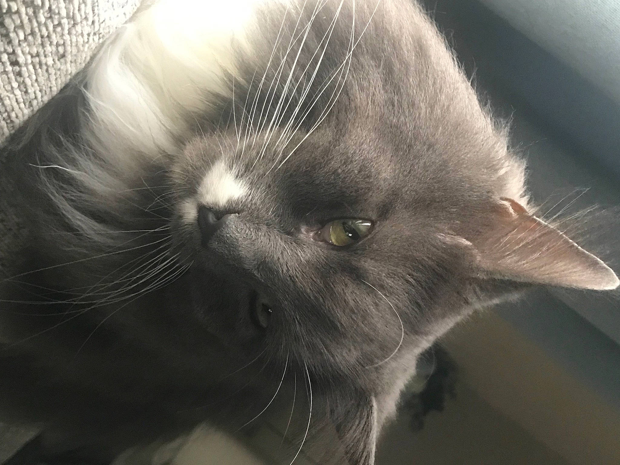 Kuro joined the competition — help win amazing prizes! black_cat, carnivore, cat, close_up, cloud, domestic_short_haired_cat, ear, felidae, fur, grey, monochrome, monochrome_photography, paw, small_to_medium_sized_cats, snout, tail, whiskers