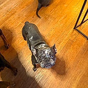 Kona is registered to the contest to win money with this photo: dog, french_bulldog, indoor, wooden_floor, pet, canine, spot, brown, black, curious, looking_up, floor, companion, animal, domestic_animal, paw, tail, shadow, home, friend