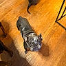 animal, black, brown, canine, companion, curious, dog, domestic_animal, floor, french_bulldog, friend, home, indoor, looking_up, paw, pet, shadow, spot, tail, wooden_floor