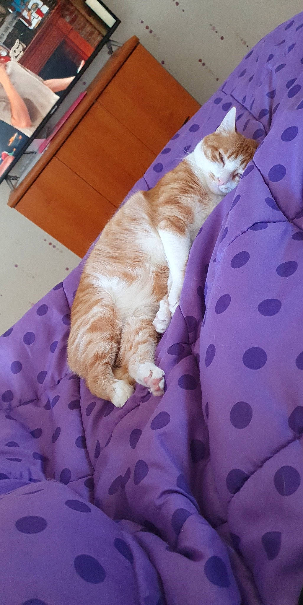 Roudoudou participe au concours pour gagner de l'argent avec cette photo : carnivore, cat, chair, comfort, domestic_short_haired_cat, fawn, felidae, flooring, fur, hardwood, linens, mammal, pattern, paw, room, small_to_medium_sized_cats, tail, whiskers, wood