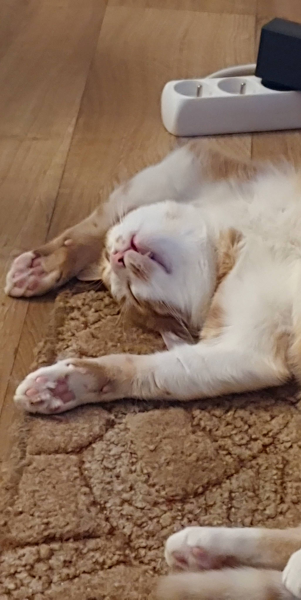 Roudoudou a rejoint le concours — aidez-le/la à gagner de superbes lots ! carnivore, cat, claw, comfort, computer_keyboard, domestic_short_haired_cat, fawn, felidae, flooring, foot, fur, hardwood, input_device, paw, peripheral, small_to_medium_sized_cats, snout, tail, whiskers, wood