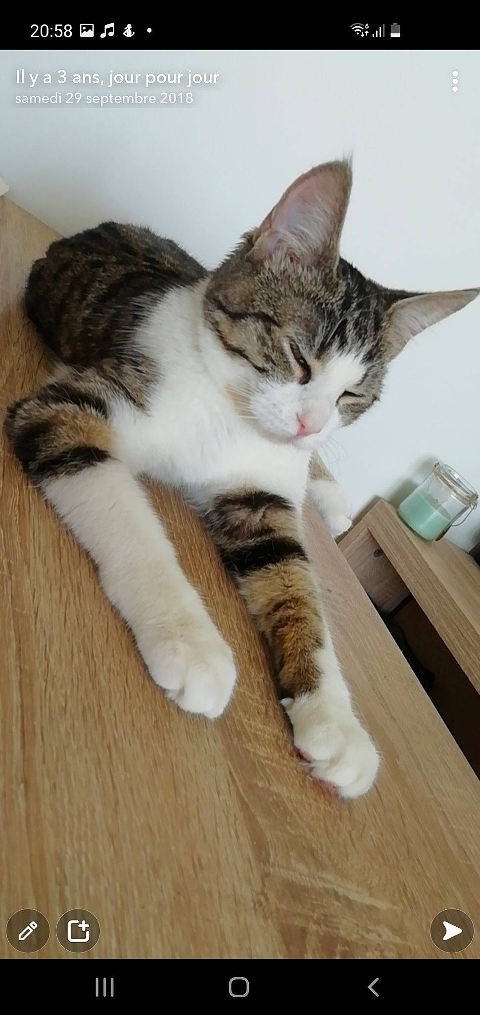 Osiris a rejoint le concours — aidez-le/la à gagner de superbes lots ! carnivore, cat, claw, comfort, domestic_short_haired_cat, felidae, flooring, foot, fur, hardwood, leg, paw, sitting, small_to_medium_sized_cats, snout, tail, varnish, whiskers, wood, wood_flooring