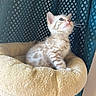 Brume participe au concours pour gagner de l'argent avec cette photo : kitten, cat, pet, blue_eyes, spotted, fur, whiskers, cat_bed, soft, beige, curtain, patterned, indoor, feline, cute, young, looking_up, cozy, animal, domestic