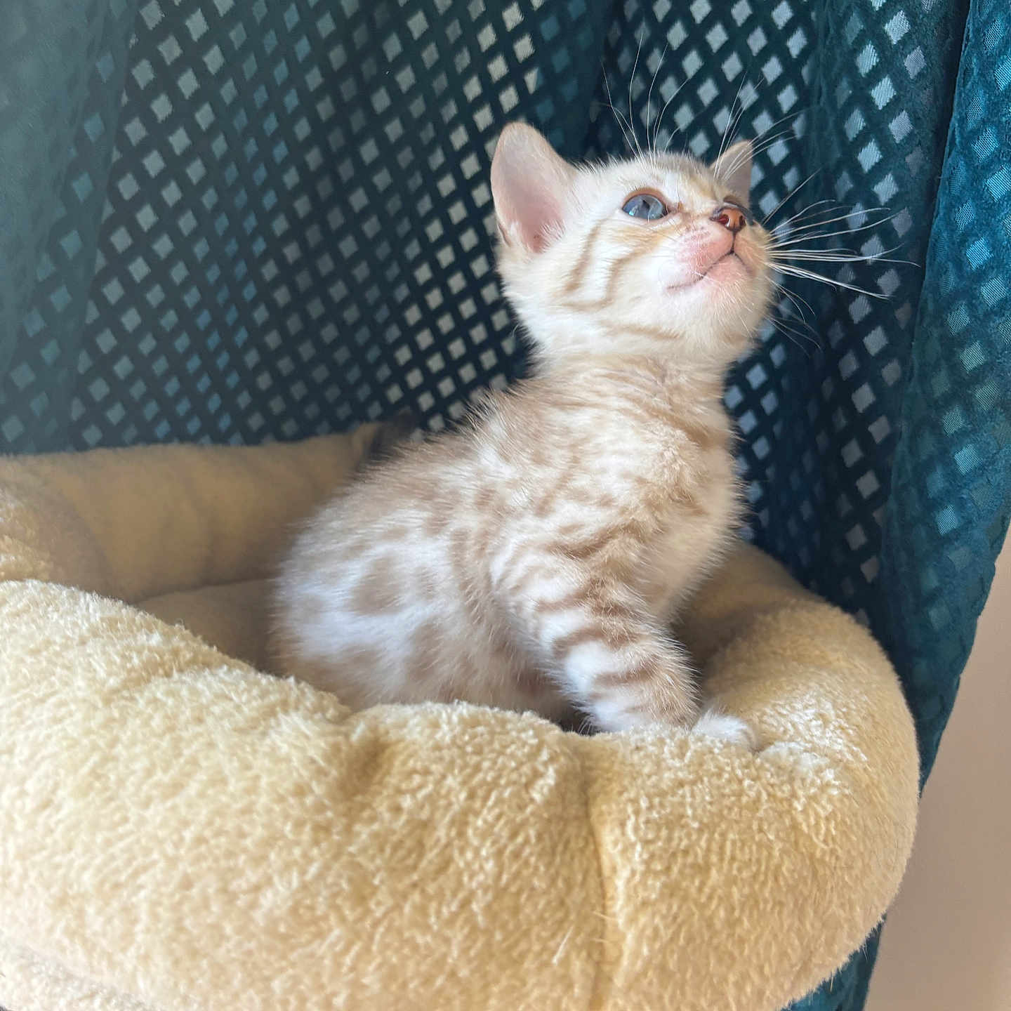 Brume participe au concours pour gagner de l'argent avec cette photo : kitten, cat, pet, blue_eyes, spotted, fur, whiskers, cat_bed, soft, beige, curtain, patterned, indoor, feline, cute, young, looking_up, cozy, animal, domestic