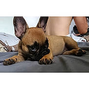 Vaiana participe au concours pour gagner de l'argent avec cette photo : puppy, dog, bed, gray_bedspread, ears, lying_down, brown_dog, pet, cute, indoor, home, person, shirtless, resting, animal, closeup, young_dog, canine, adorable, domestic