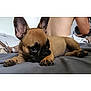 puppy, dog, bed, gray_bedspread, ears, lying_down, brown_dog, pet, cute, indoor, home, person, shirtless, resting, animal, closeup, young_dog, canine, adorable, domestic