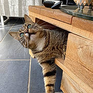 Voyou participe au concours pour gagner de l'argent avec cette photo : cat, tabby, wooden_table, paw, floor_tile, indoor, curious, pet, feline, whiskers, sunlight, green_eyes, stretching, animal, domestic_cat, closeup, houseplant, plant_pot, glass_tabletop, remote_control