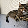 Voyou participe au concours pour gagner de l'argent avec cette photo : cat, tabby, pet, animal, feline, green_eyes, whiskers, relaxed, couch, indoor, furniture, gray, striped, closeup, portrait, home, domestic, fur, paw, resting