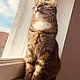 Voyou a rejoint le concours — aidez-le/la à gagner de superbes lots ! cat, tabby_cat, windowsill, indoor, pet, feline, fur, whiskers, looking_up, natural_light, portrait, animal, domestic_cat, window, sunlight, sitting, closeup, cute, calm, house