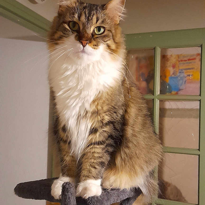 Vix a rejoint le concours — aidez-le/la à gagner de superbes lots ! cat, cat_tree, clock, cozy, curious, domestic, door, fluffy, fur, furniture, home, indoor, paws, perched, pet, reflection, scratched, tabby, tail, whiskers