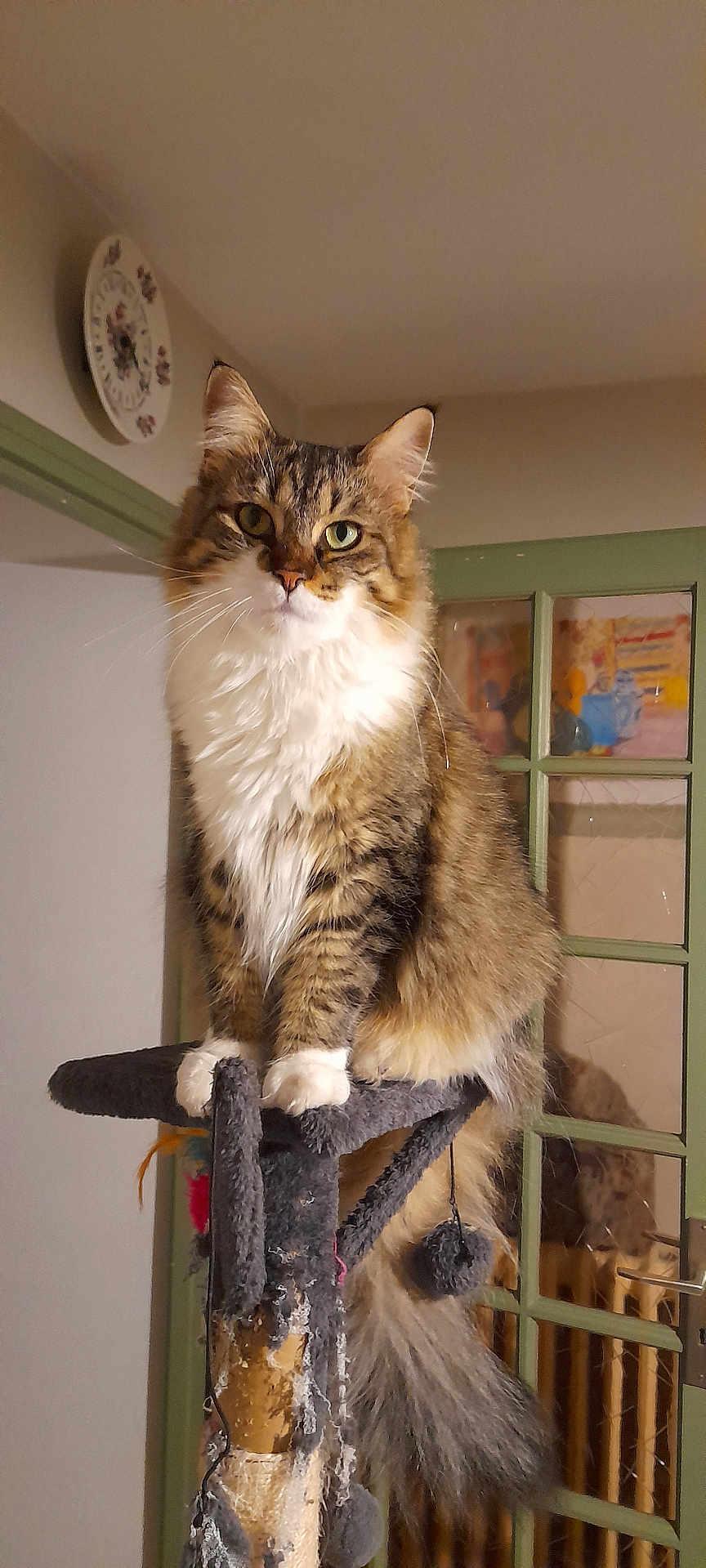 Vix a rejoint le concours — aidez-le/la à gagner de superbes lots ! cat, fluffy, tabby, pet, indoor, cat_tree, scratched, furniture, clock, door, reflection, tail, curious, perched, whiskers, paws, fur, home, cozy, domestic
