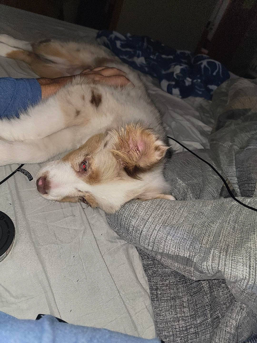 Ellie Bean is registered to the contest to win money with this photo: canidae, carnivore, comfort, companion_dog, couch, dog, dog_breed, fawn, felidae, fur, linens, nap, non_sporting_group, paw, small_to_medium_sized_cats, sporting_group, tail, whiskers