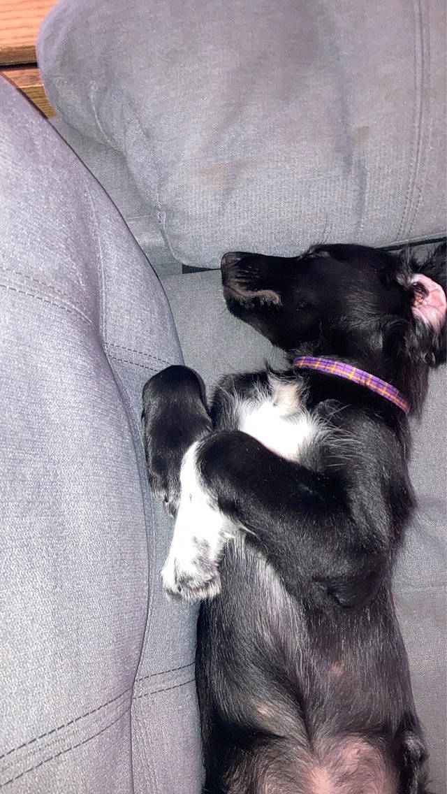 Dobby is registered to the contest to win money with this photo: borador, canidae, carnivore, comfort, companion_dog, dog, dog_breed, fur, grey, non_sporting_group, paw, sporting_group, tail, working_animal