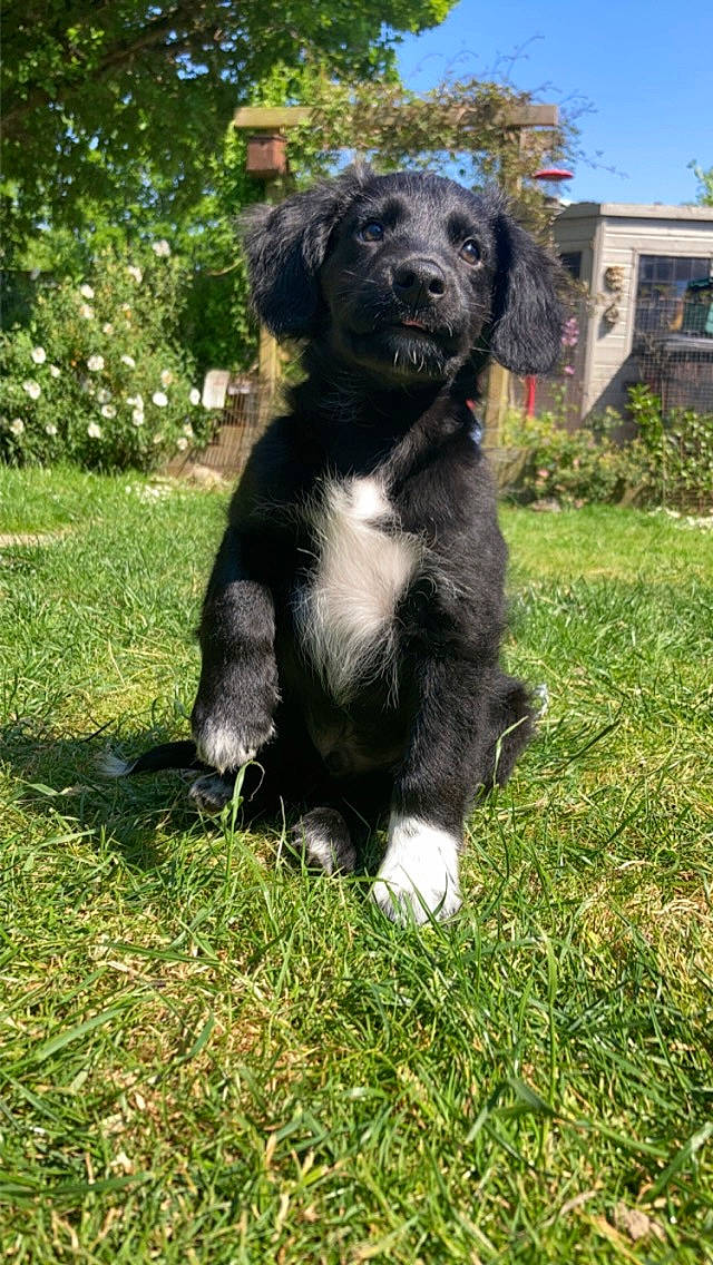 Dobby joined the competition — help win amazing prizes! borador, canidae, carnivore, companion_dog, dog, dog_breed, fur, grass, gun_dog, hunting_dog, plant, sky, snout, sporting_group, tail, terrestrial_animal, tree, window, working_animal, working_dog