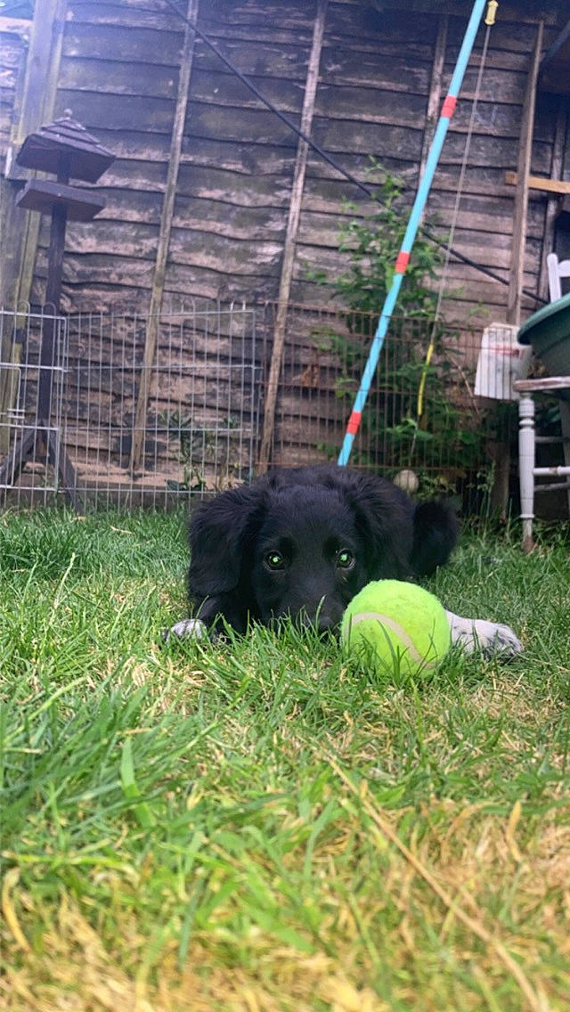 Dobby is registered to the contest to win money with this photo: ball, canidae, carnivore, companion_dog, dog, dog_breed, dog_supply, grass, groundcover, mammal, non_sporting_group, personal_protective_equipment, plant, sporting_group, sports_toy, tennis_ball, terrestrial_animal, toy, vertebrate, working_animal