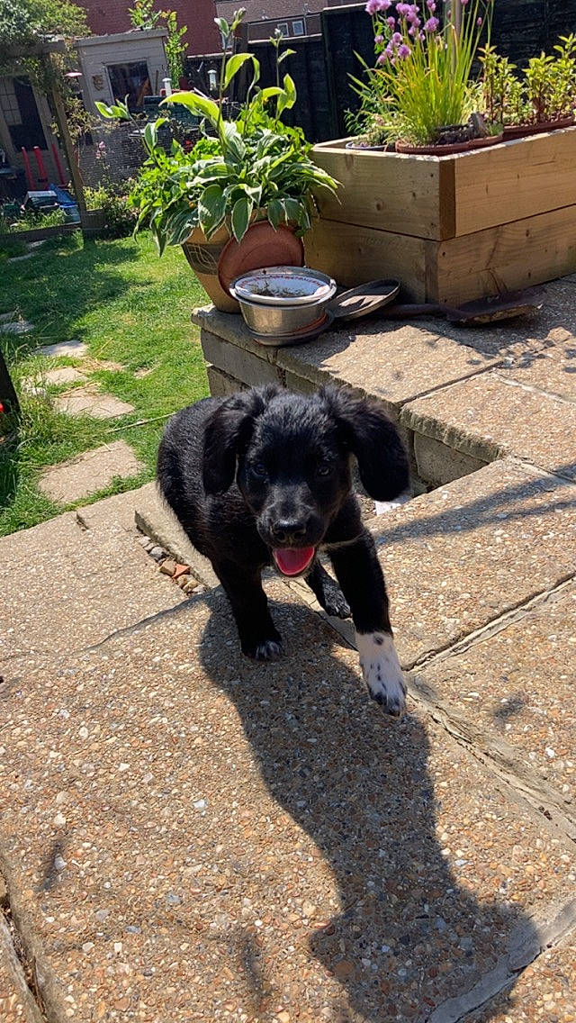 Dobby is registered to the contest to win money with this photo: borador, canidae, carnivore, companion_dog, dog, dog_breed, flowerpot, fur, garden, grass, houseplant, plant, road_surface, shadow, snout, soil, sporting_group, tail, working_animal, yard