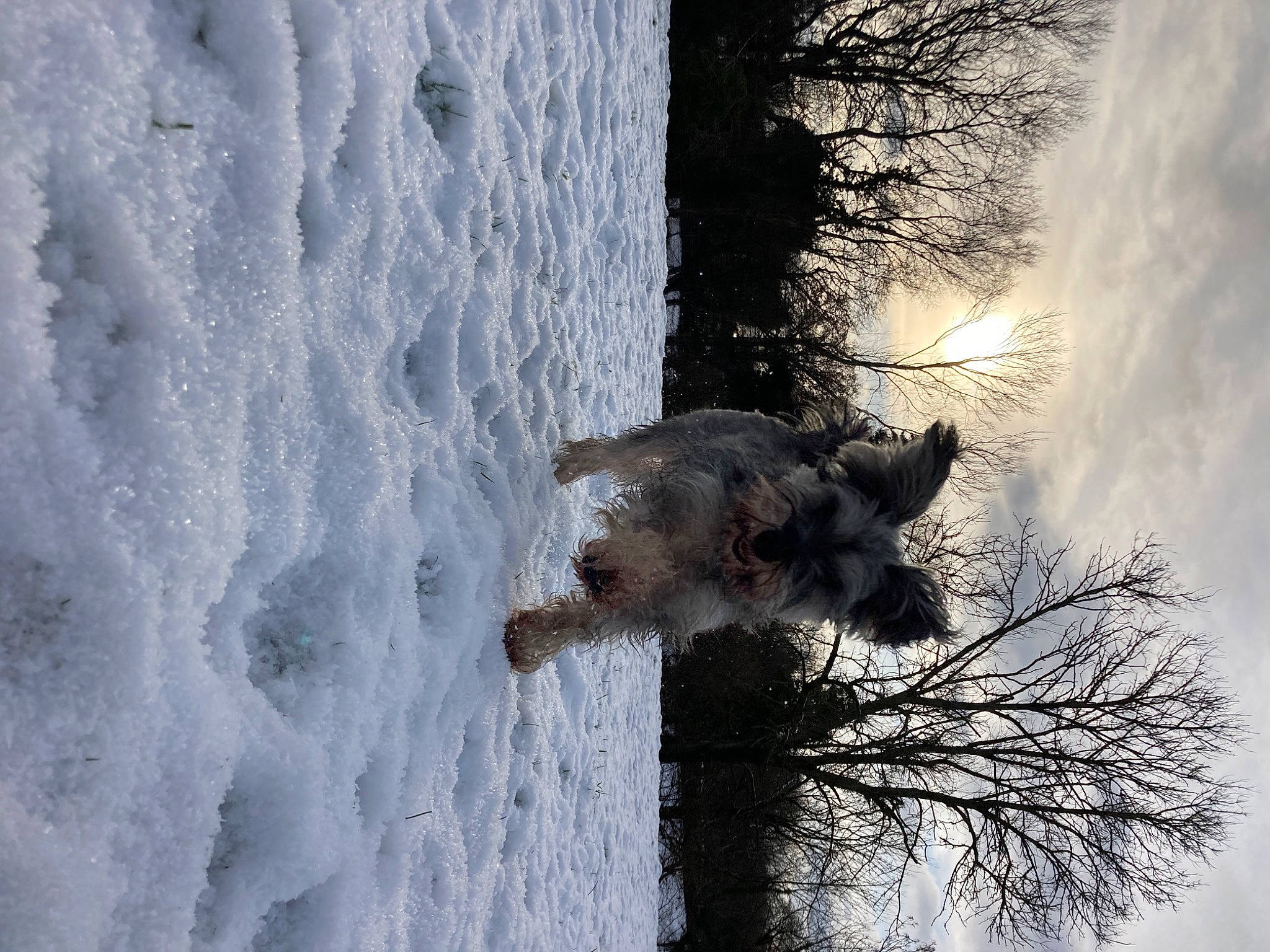 Tink joined the competition — help win amazing prizes! atmospheric_phenomenon, branch, carnivore, dog, dog_breed, freezing, nature, plant, sky, slope, snout, snow, tree, trunk, twig, water, window, winter, wood, woody_plant