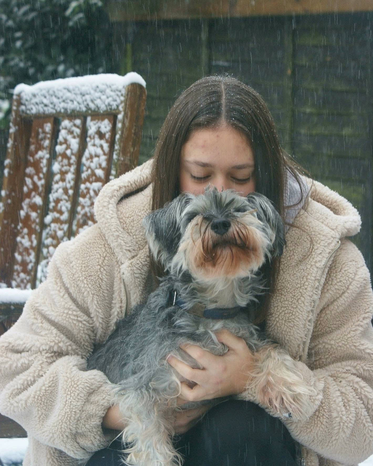 Tink is registered to the contest to win money with this photo: beard, carnivore, comfort, companion_dog, dog, dog_breed, facial_hair, fur, grass, mammal, moustache, sitting, sporting_group, toy_dog, vertebrate, winter, wool, working_animal, wrinkle