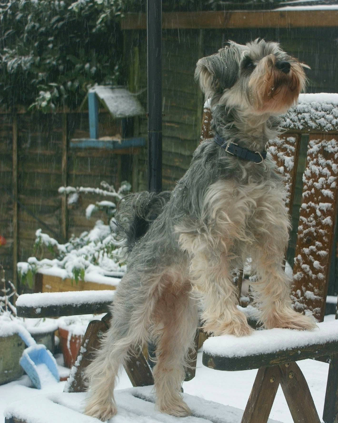 Tink joined the competition — help win amazing prizes! canidae, carnivore, companion_dog, dog, dog_breed, dog_supply, fur, lakeland_terrier, plant, romanian_mioritic_shepherd_dog, schnauzer, small_terrier, snout, snow, sporting_group, tail, terrier, toy_dog, winter, working_terrier