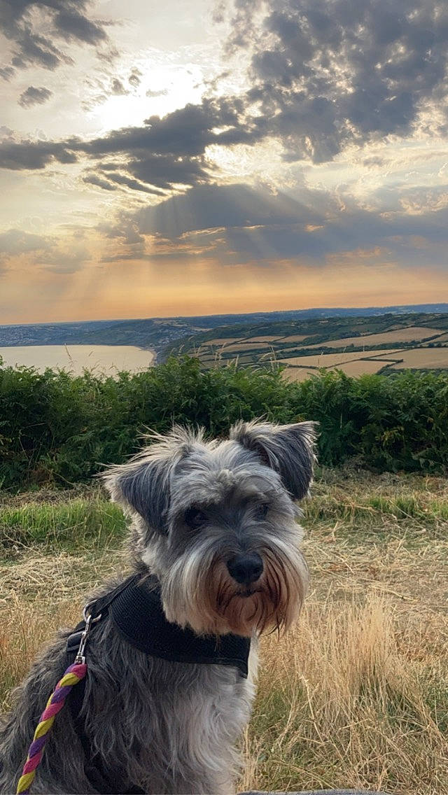 Tink is registered to the contest to win money with this photo: canidae, carnivore, cloud, companion_dog, cumulus, dog, dog_breed, grass, grassland, horizon, landscape, pet_supply, plant, sky, small_terrier, snout, sporting_group, standard_schnauzer, terrier, working_animal