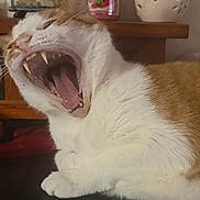 George joined the competition — help win amazing prizes! animal, cat, close_up, dramatic, fangs, funny, furry, home_decor, indoors, jar, lounging, open_mouth, orange_and_white, pet, portrait, shelf, sitting, teeth, whiskers, yawning