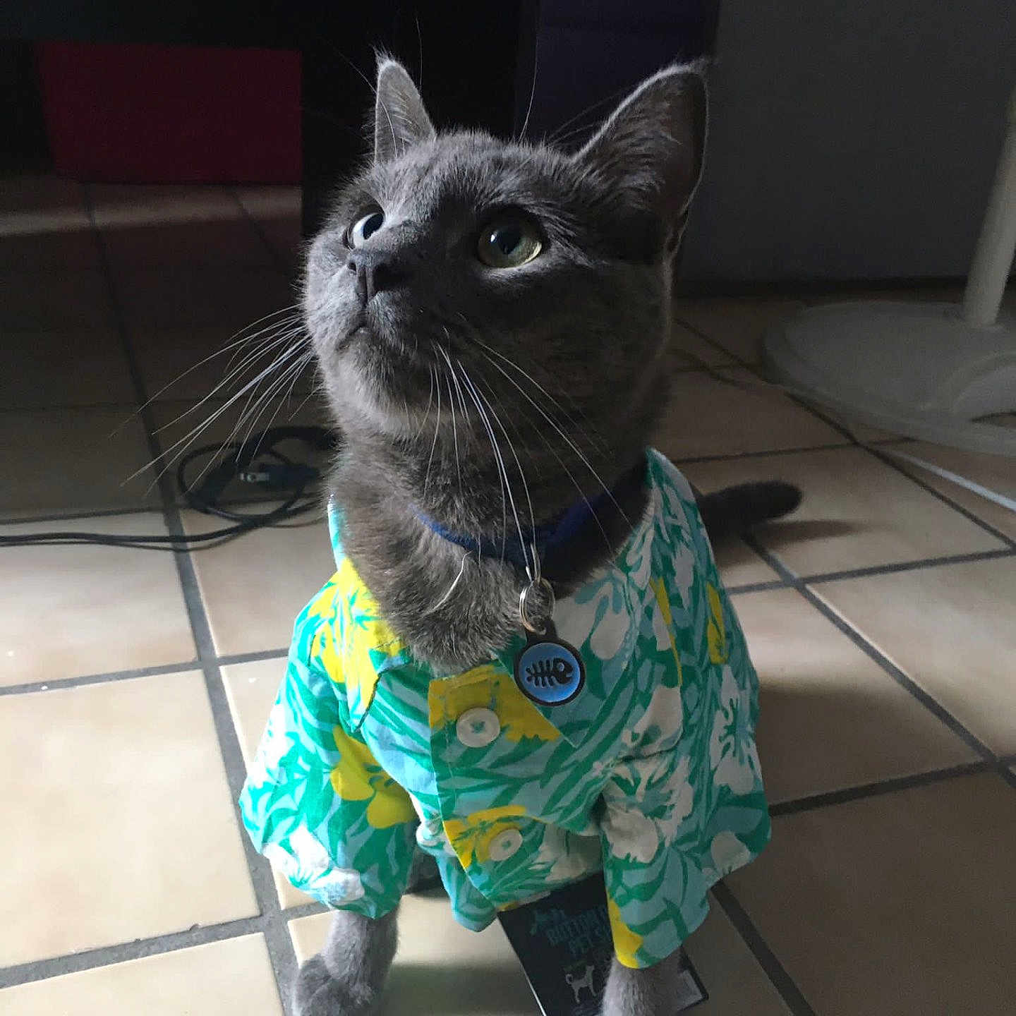 Anubis a rejoint le concours — aidez-le/la à gagner de superbes lots ! accessories, animal, cat, clothing, face, head, indoors, kitten, manx, pants, person, pet, photography, plant, portrait, pottedplant, shorts, siamese, slate, tile