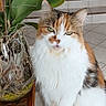animal, black_fur, calico, cat, cute, domestic, feline, fluffy, green_leaves, indoor, looking, orange_fur, orchid, pet, plant, sitting, table, tile_floor, vase, white_fur