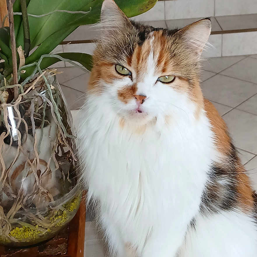 Belle