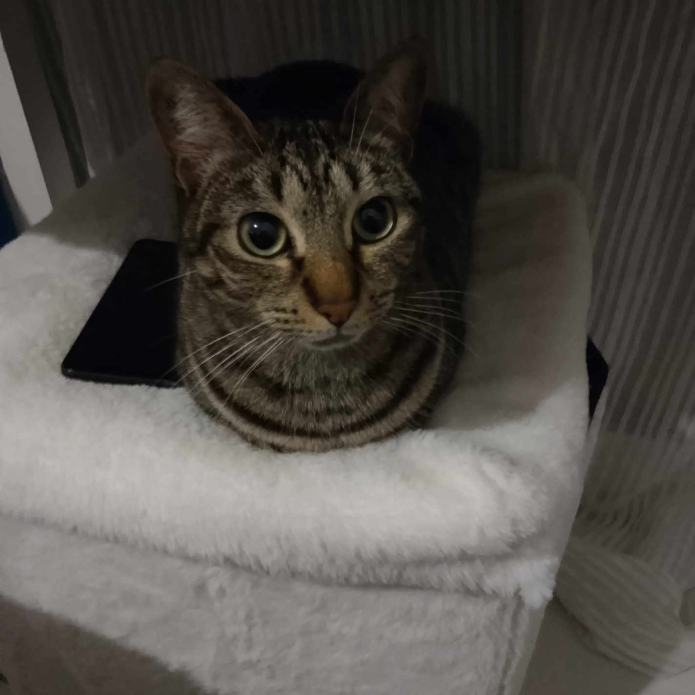 Hermes a rejoint le concours — aidez-le/la à gagner de superbes lots ! cat, tabby, pet, feline, animal, indoor, furry, whiskers, ears, eyes, resting, soft, white, cozy, curious, looking, platform, striped, domestic, mammal