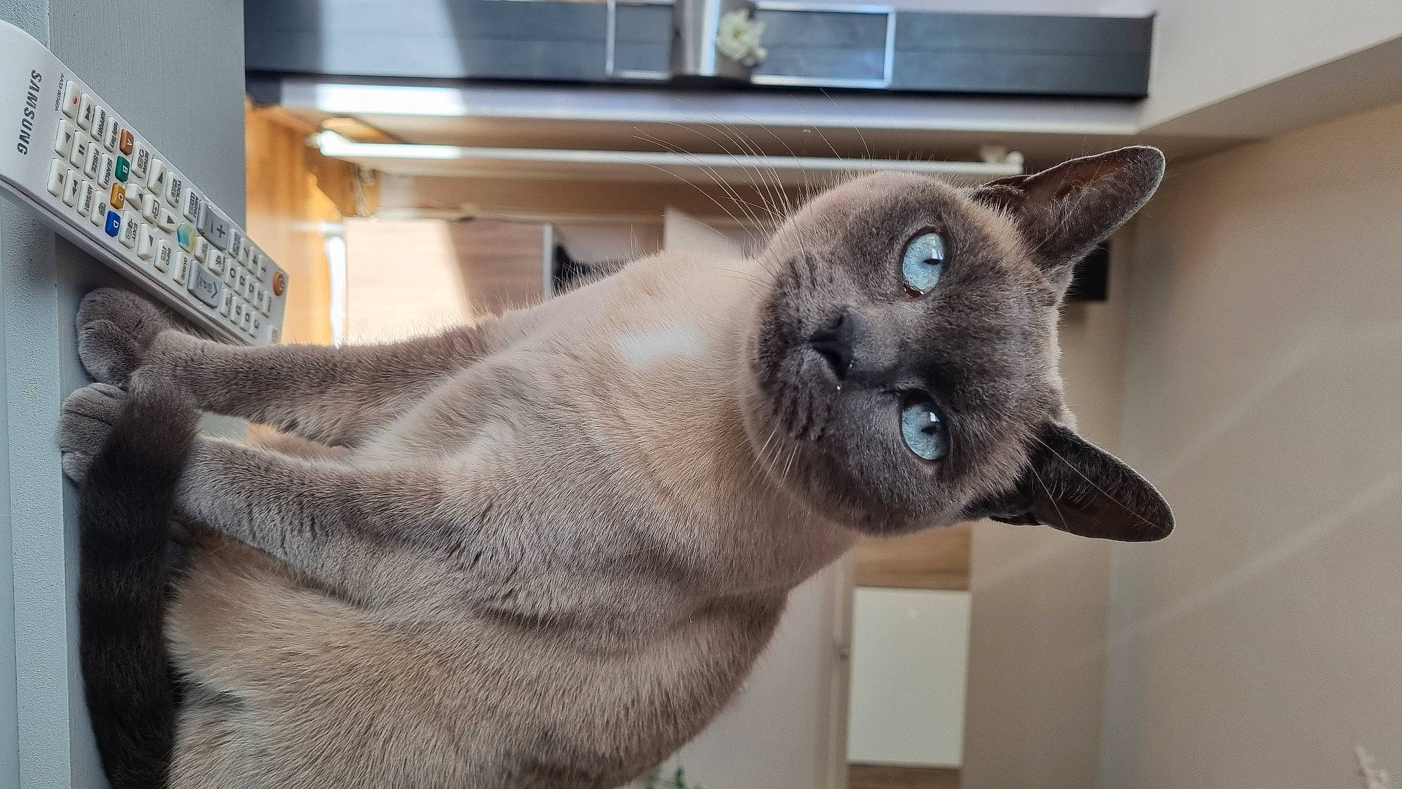 Libellule participe au concours pour gagner de l'argent avec cette photo : carnivore, cat, domestic_short_haired_cat, fawn, felidae, fur, siamese, small_to_medium_sized_cats, snout, tail, terrestrial_animal, whiskers