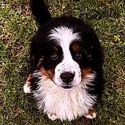 Violine participe au concours pour gagner de l'argent avec cette photo : puppy, bernese_mountain_dog, dog, grass, outdoor, cute, fluffy, pet, animal, looking_up, young, adorable, nature, fur, black, white, brown, nose, tail, small
