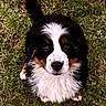 puppy, bernese_mountain_dog, dog, grass, outdoor, cute, fluffy, pet, animal, looking_up, young, adorable, nature, fur, black, white, brown, nose, tail, small