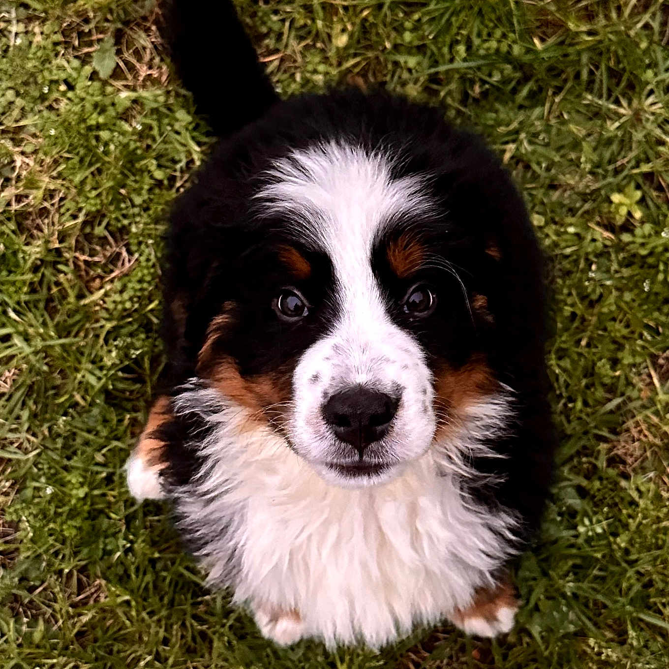 Violine participe au concours pour gagner de l'argent avec cette photo : puppy, bernese_mountain_dog, dog, grass, outdoor, cute, fluffy, pet, animal, looking_up, young, adorable, nature, fur, black, white, brown, nose, tail, small